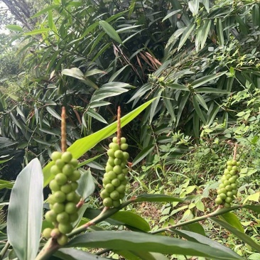 益智仁林下套种