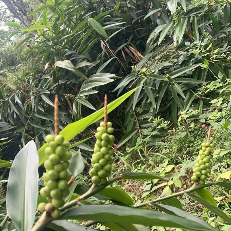 益智仁林下套种