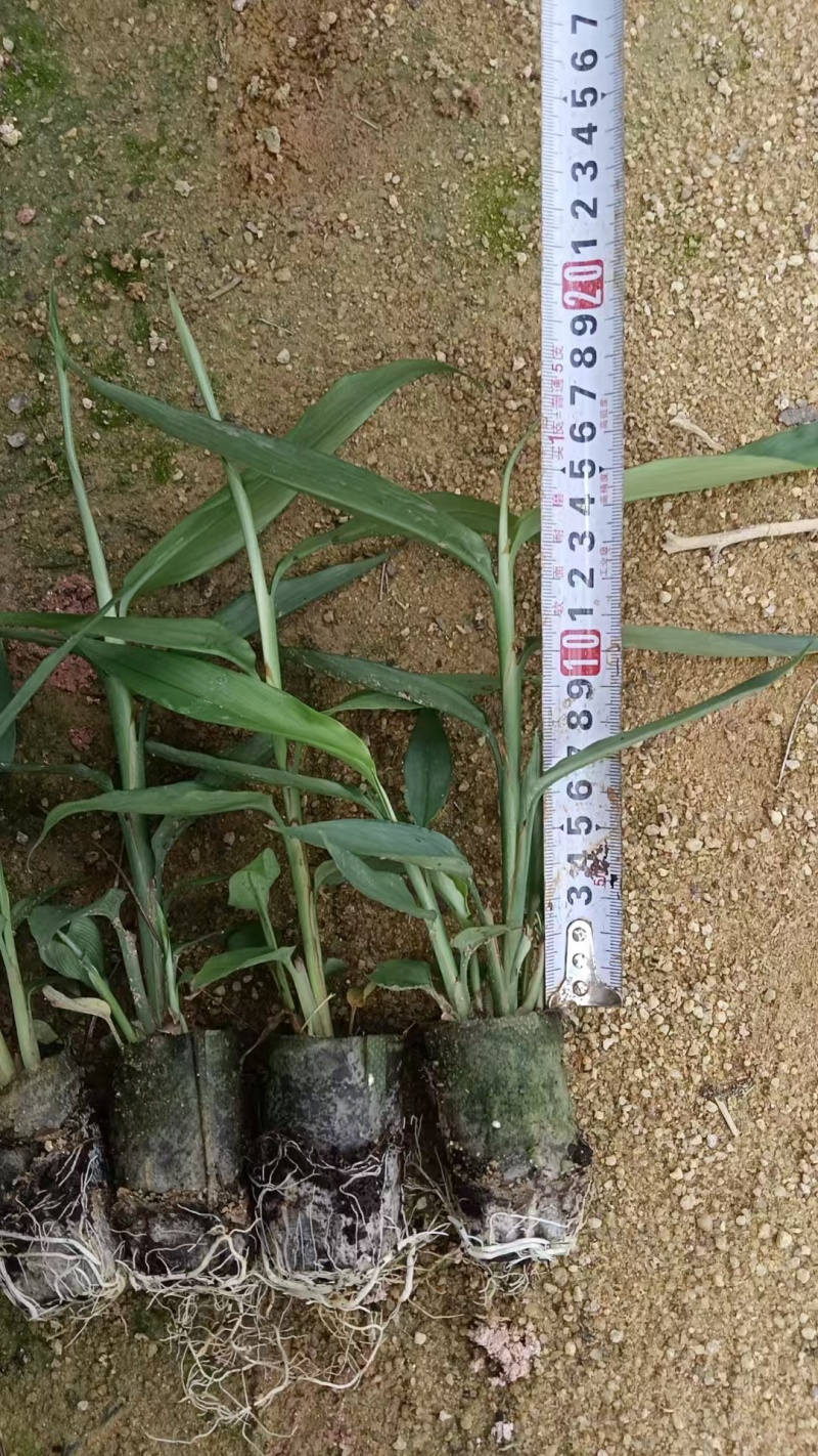 益智仁林下套种