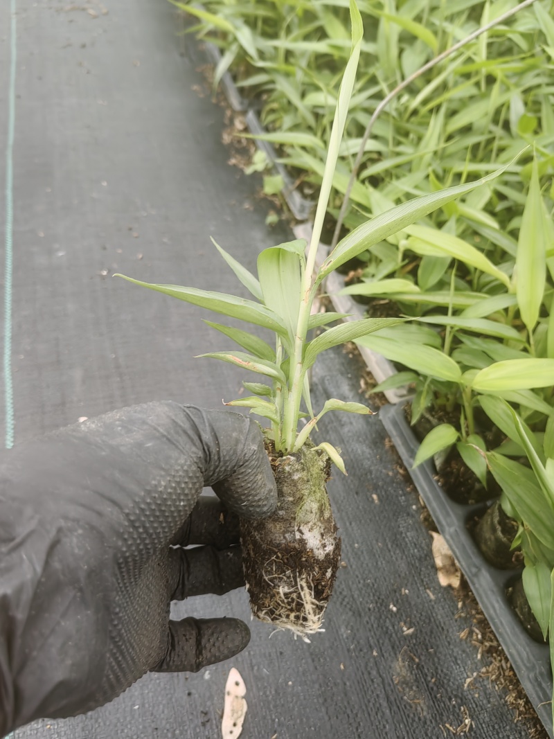 益智仁林下套种