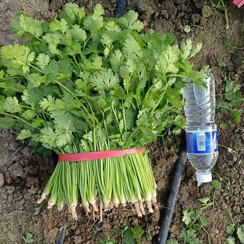 高密铁杆青香菜