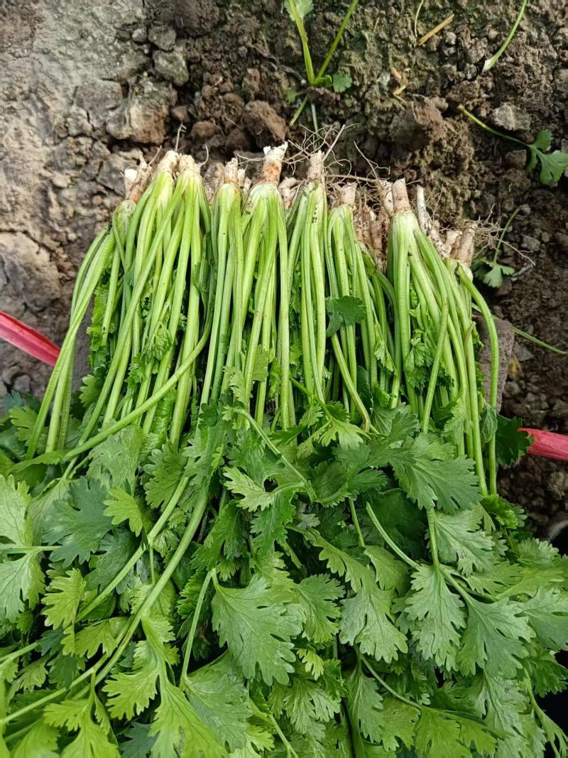 高密铁杆青香菜