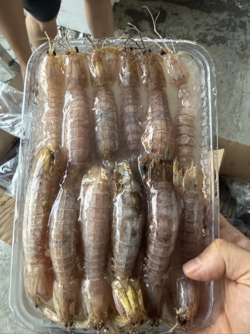 小皮皮虾，毛重一斤，净重250克！视频实拍！