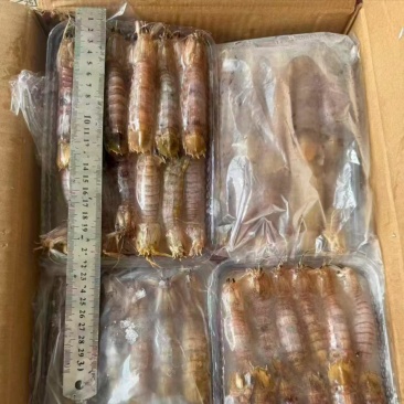 小皮皮虾，毛重一斤，净重250克！视频实拍！