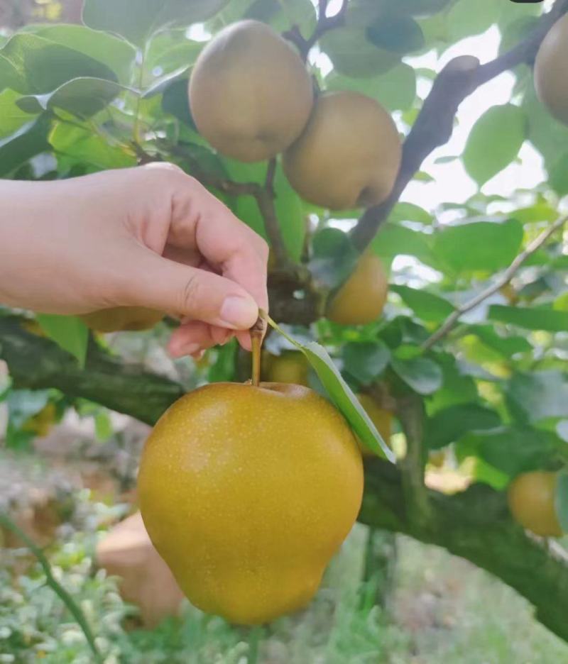 梨黄花梨酥脆梨翠冠梨产地大量上市对接全国各地客商