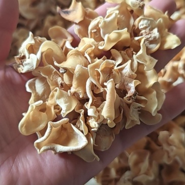 白玉耳大量批发