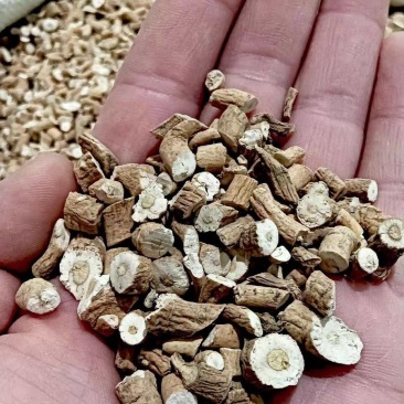 中药材板蓝根，大青叶根，图片实拍，质量保证。适合用于日常