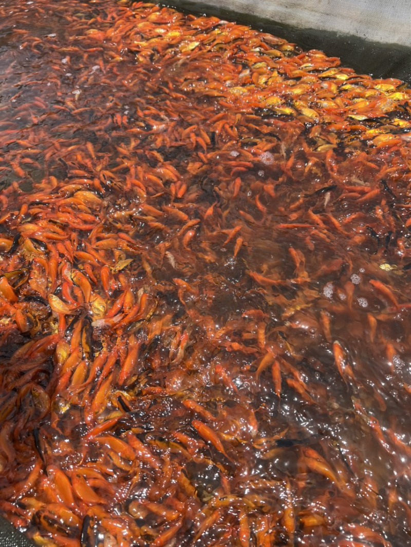 精品锦鲫苗，草金苗，状态**，佛山本地苗，**健康！