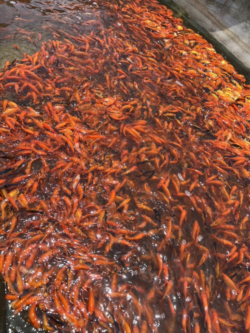 精品锦鲫苗，草金苗，状态**，佛山本地苗，**健康！