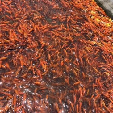 精品锦鲫苗，草金苗，状态**，佛山本地苗，**健康！