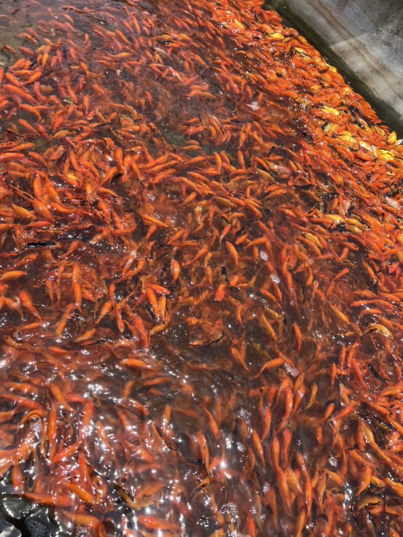 精品锦鲫苗，草金苗，状态**，佛山本地苗，**健康！