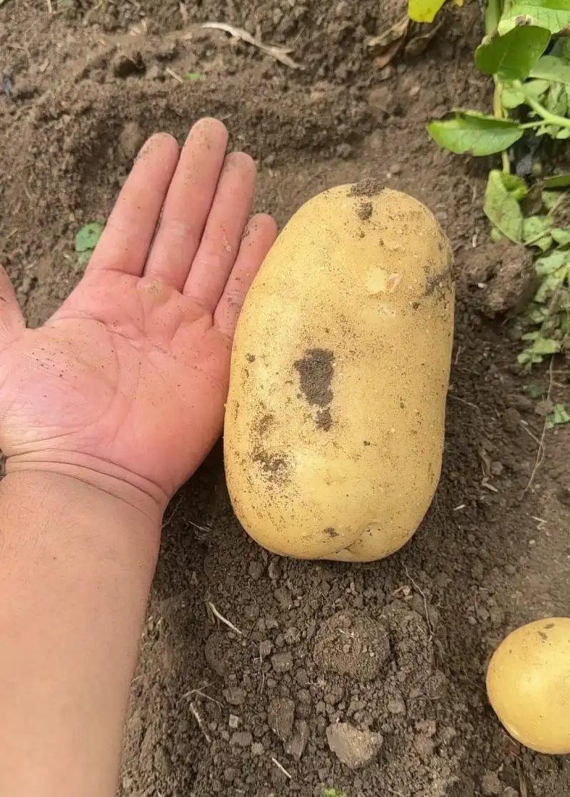 土豆黄心土豆个头大濮阳产地可现场看货