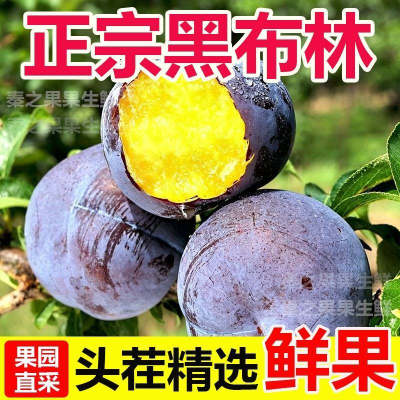 黑布林李子