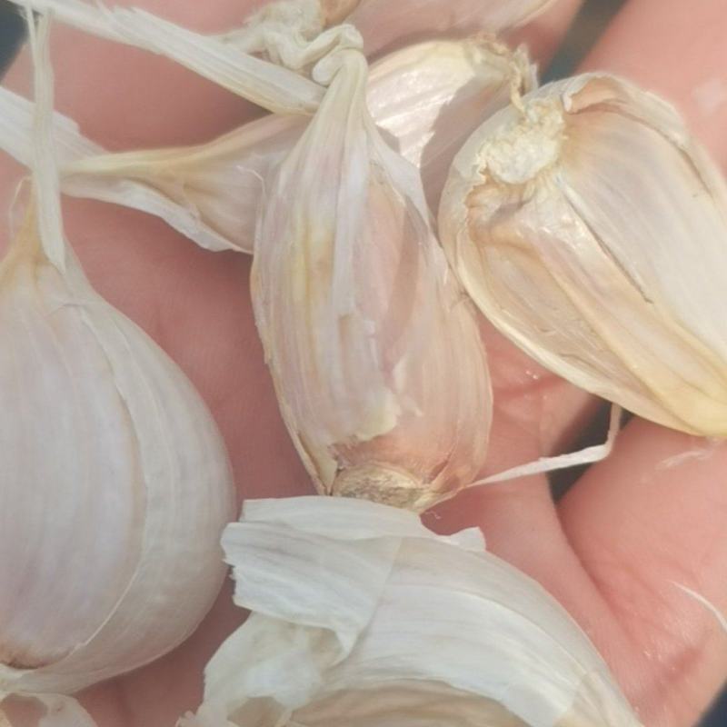 紫皮蒜种台蒜。