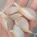紫皮蒜种台蒜。
