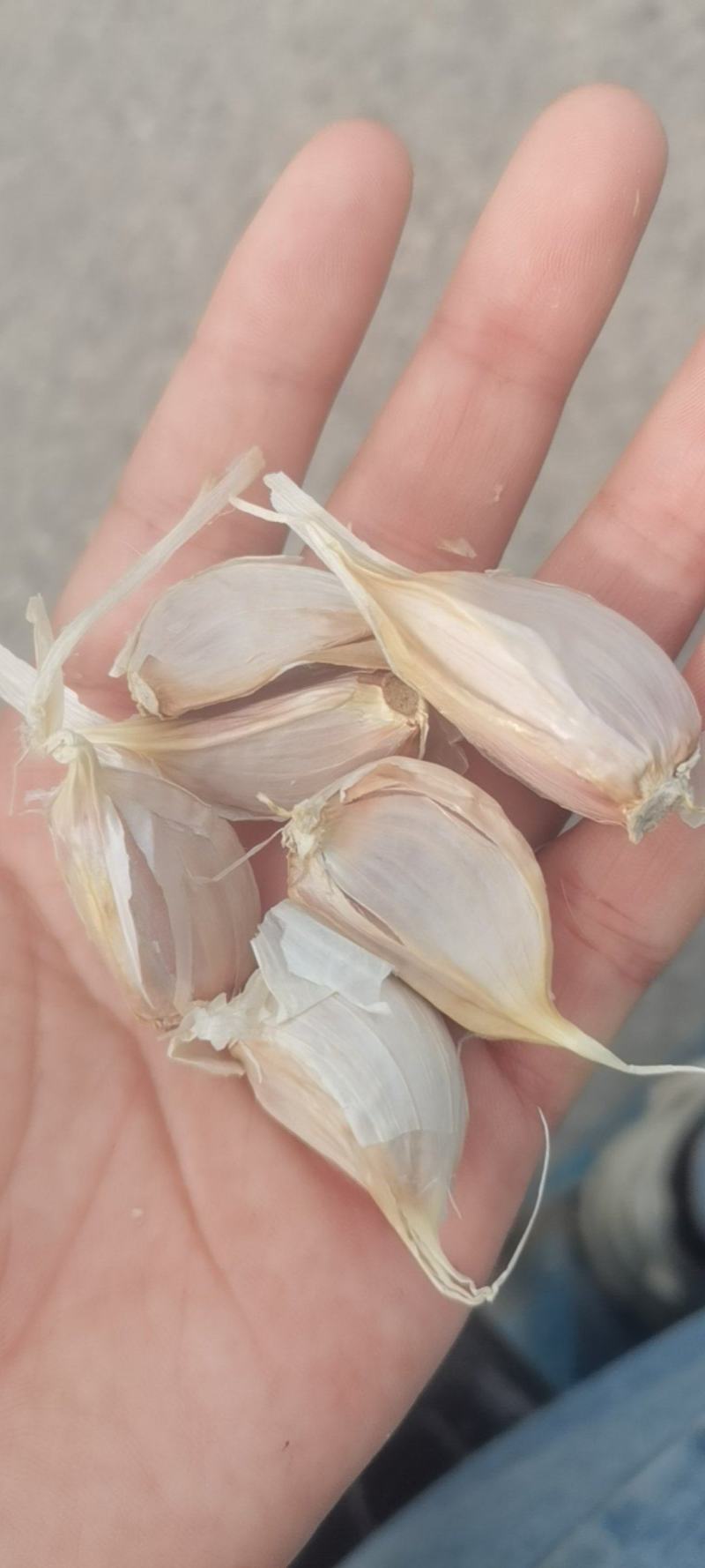 紫皮蒜种台蒜。
