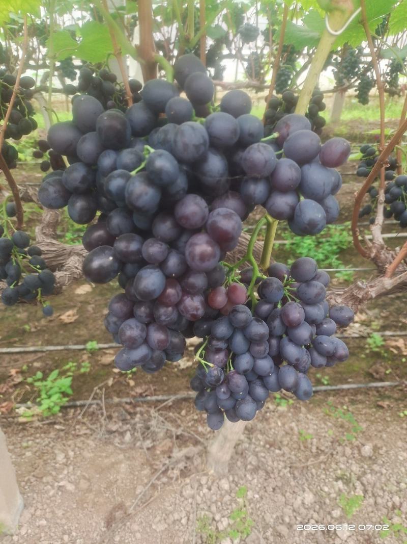 玫瑰香葡萄