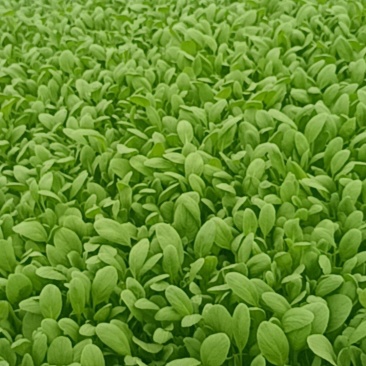 鸡毛菜