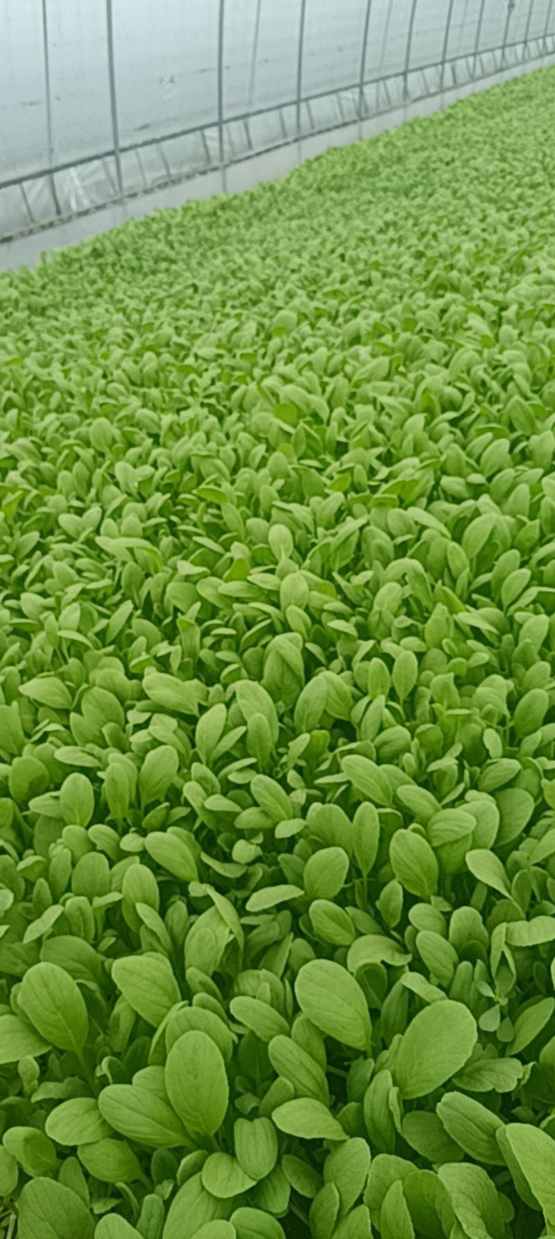 鸡毛菜