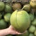 海南万宁新鲜去皮椰青产地直供4-5斤中果53公分5斤大