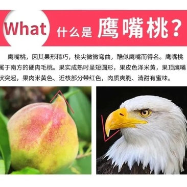 鹰嘴蜜桃果园直采农场直供