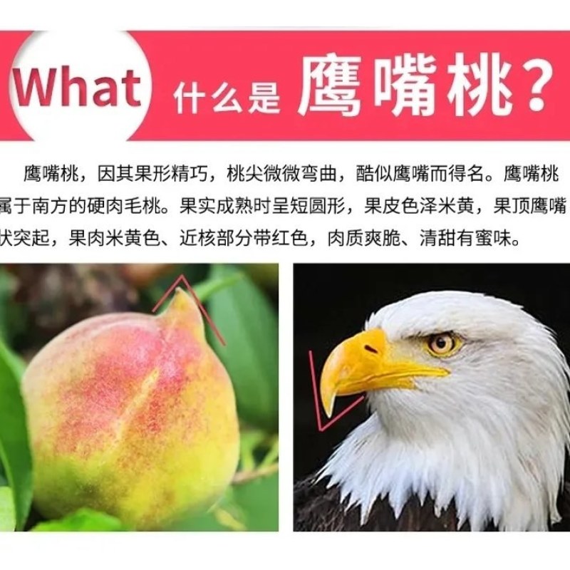 鹰嘴蜜桃果园直采农场直供