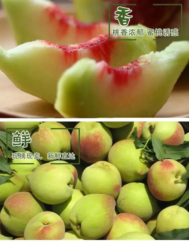 鹰嘴蜜桃果园直采农场直供