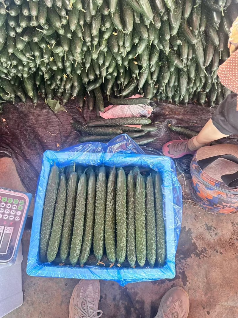 密刺黄瓜，一手货源产地直发，欢迎批发市场，商超，工厂洽谈合作