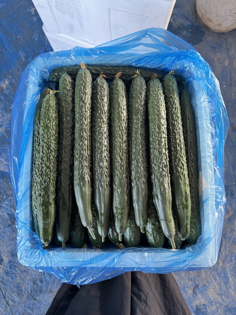 密刺黄瓜，一手货源产地直发，欢迎批发市场，商超，工厂洽谈合作