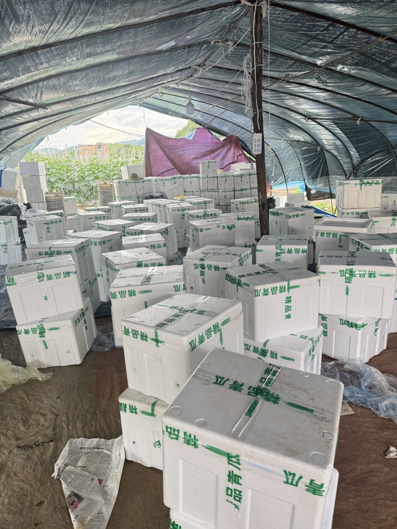 密刺黄瓜，一手货源产地直发，欢迎批发市场，商超，工厂洽谈合作