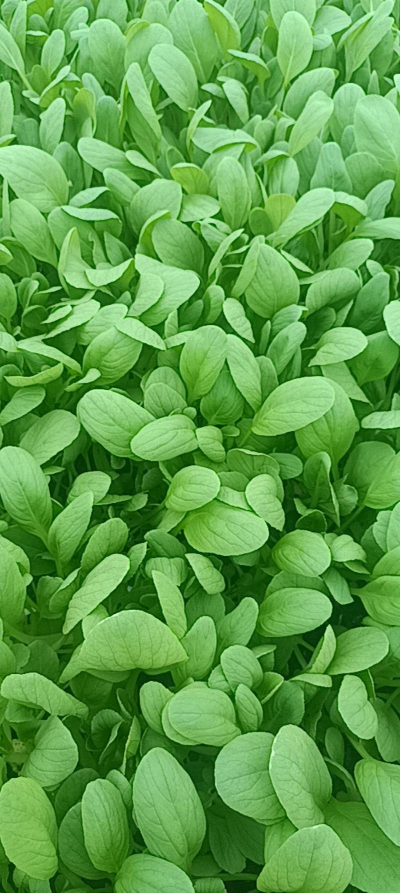 鸡毛菜