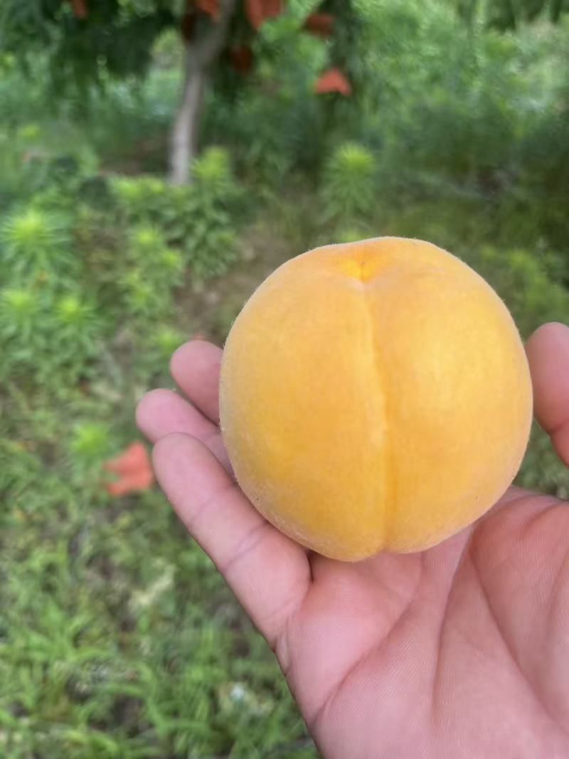 江苏锦春黄桃新鲜上市价格美丽对接全国量大从优清甜可口