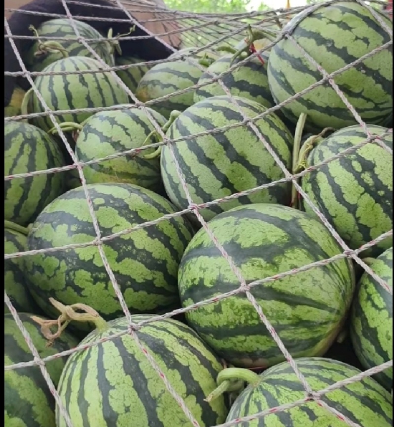 无籽麒麟西瓜，大薄皮，小红壤。糖分13加。产地直发。
