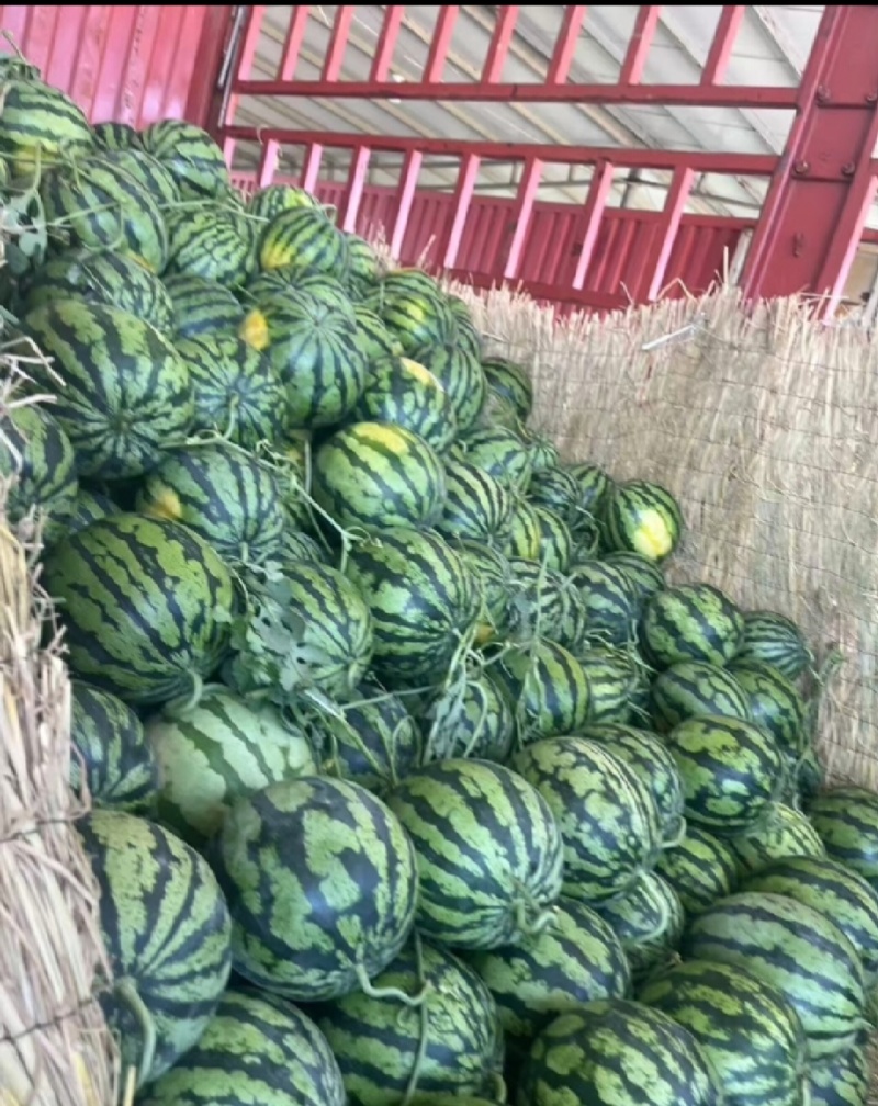 无籽麒麟西瓜，大薄皮，小红壤。糖分13加。产地直发。
