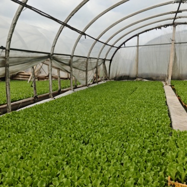 优质生菜穴盘苗脆嫩长势壮抗病强基地直供