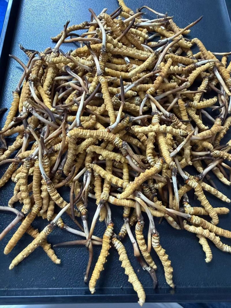 玉树特价虫草