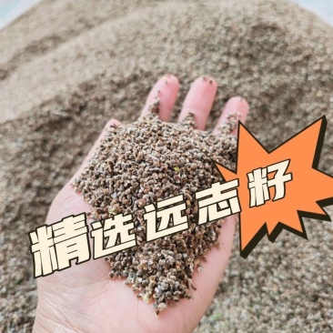 远志种子纯新水洗远志籽过风过筛发芽率高提供技术指导
