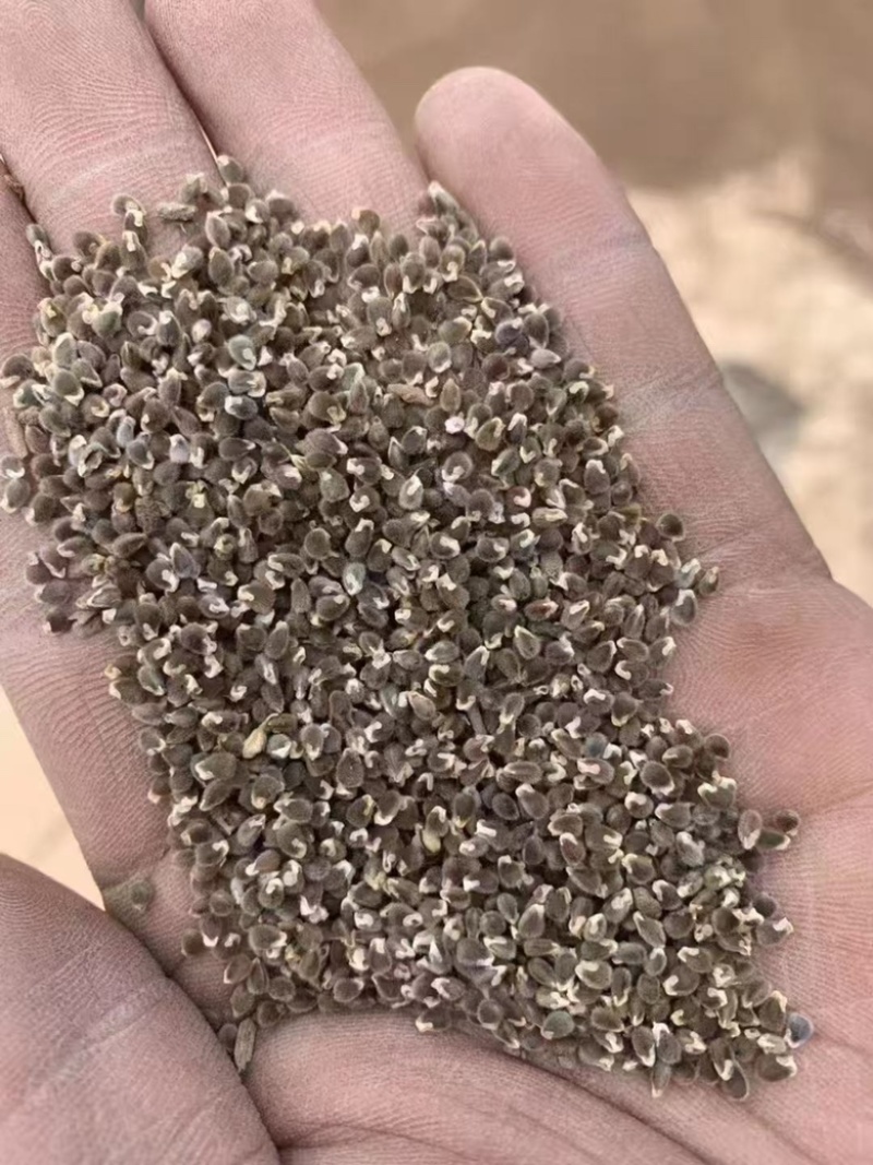 远志种子纯新水洗远志籽过风过筛发芽率高提供技术指导