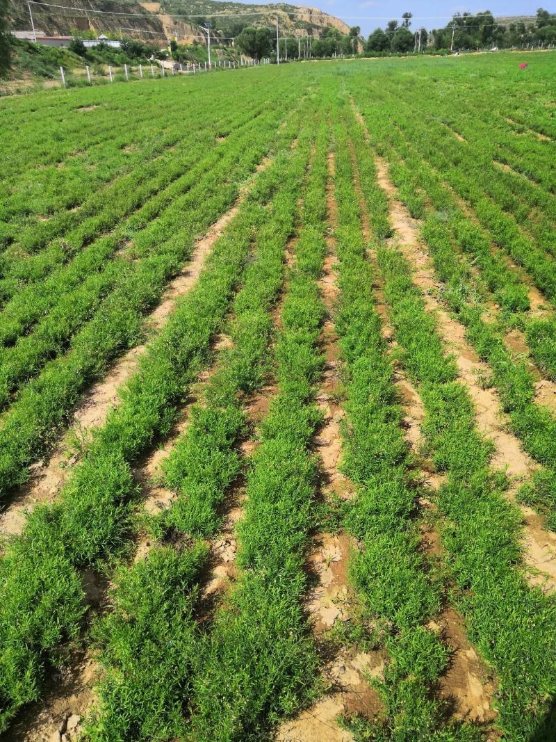 远志种子纯新水洗远志籽过风过筛发芽率高提供技术指导