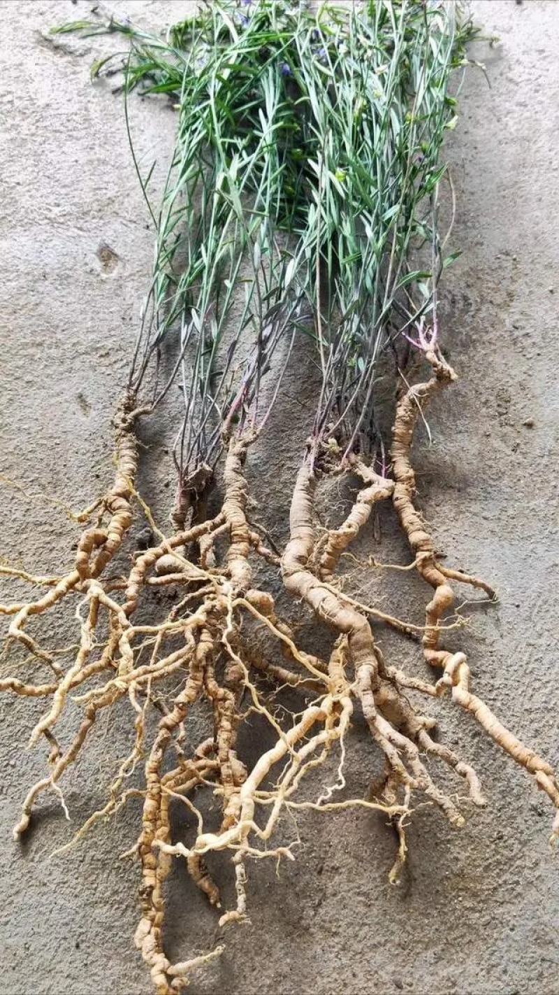 远志种子纯新水洗远志籽过风过筛发芽率高提供技术指导
