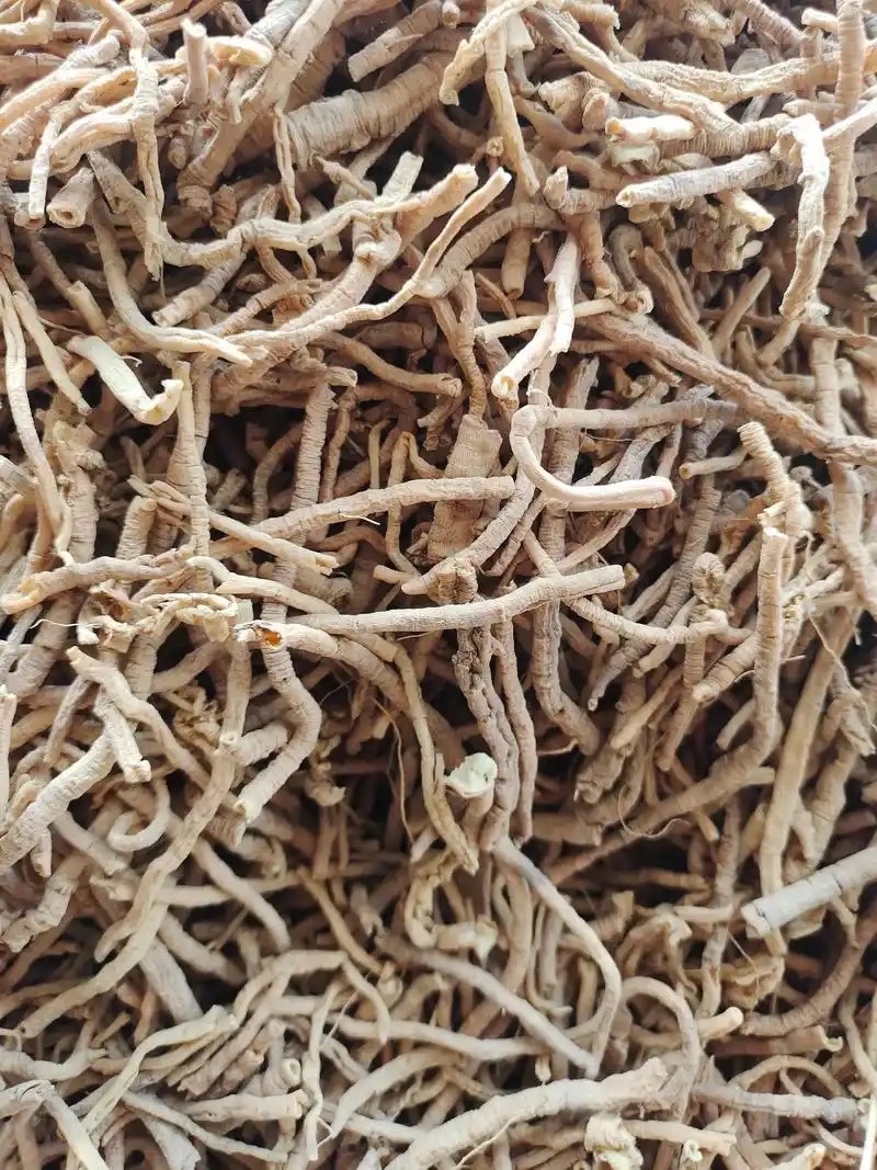 远志种子纯新水洗远志籽过风过筛发芽率高提供技术指导