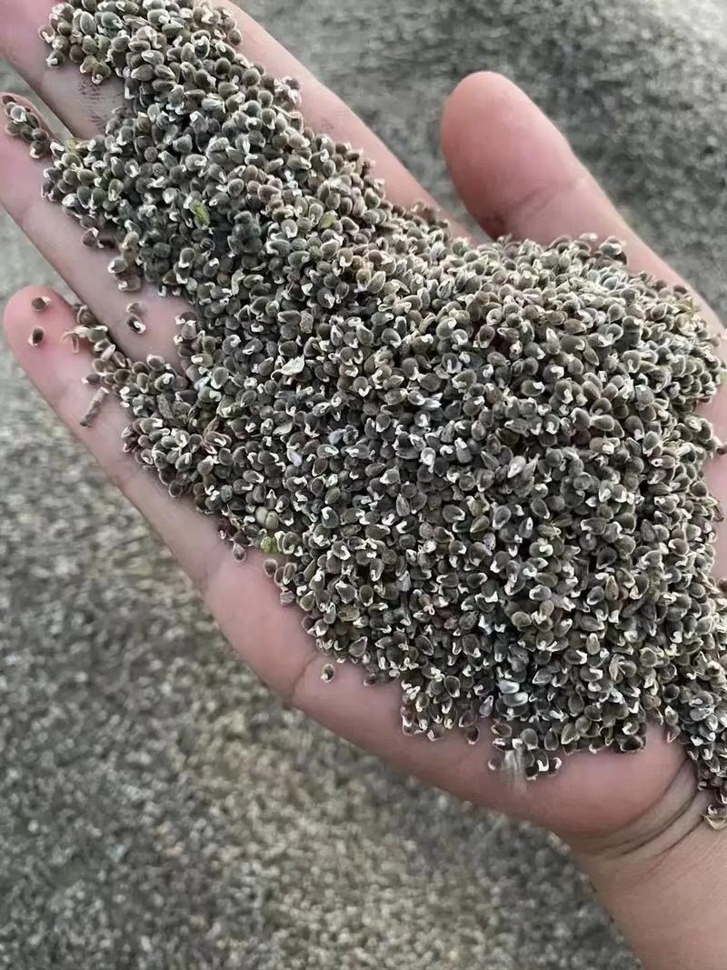 远志种子纯新水洗远志籽过风过筛发芽率高提供技术指导