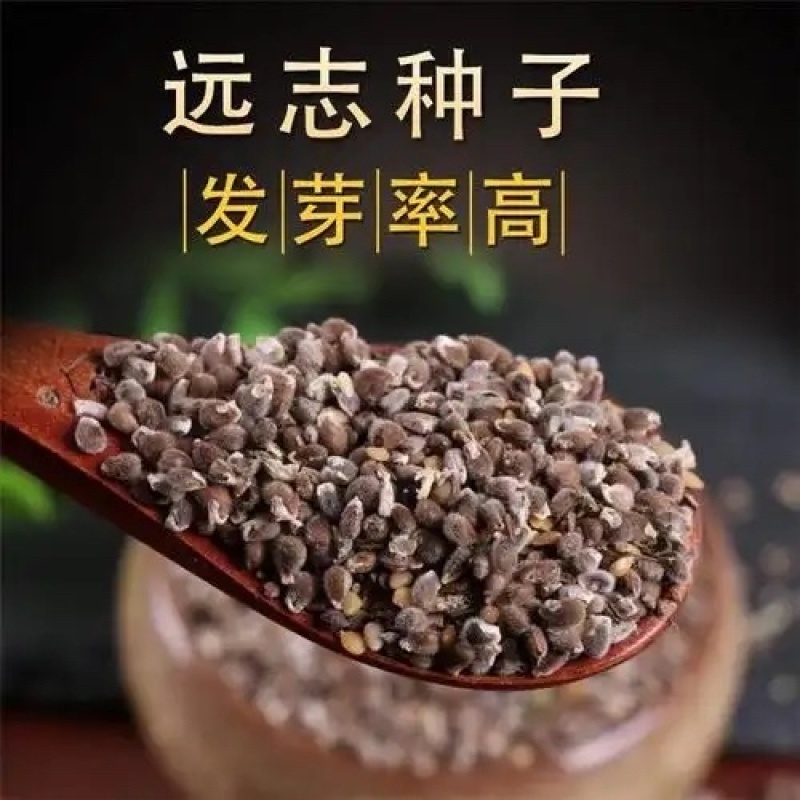 远志种子批发零售新采远志籽耐寒耐干旱适应能力强包发芽