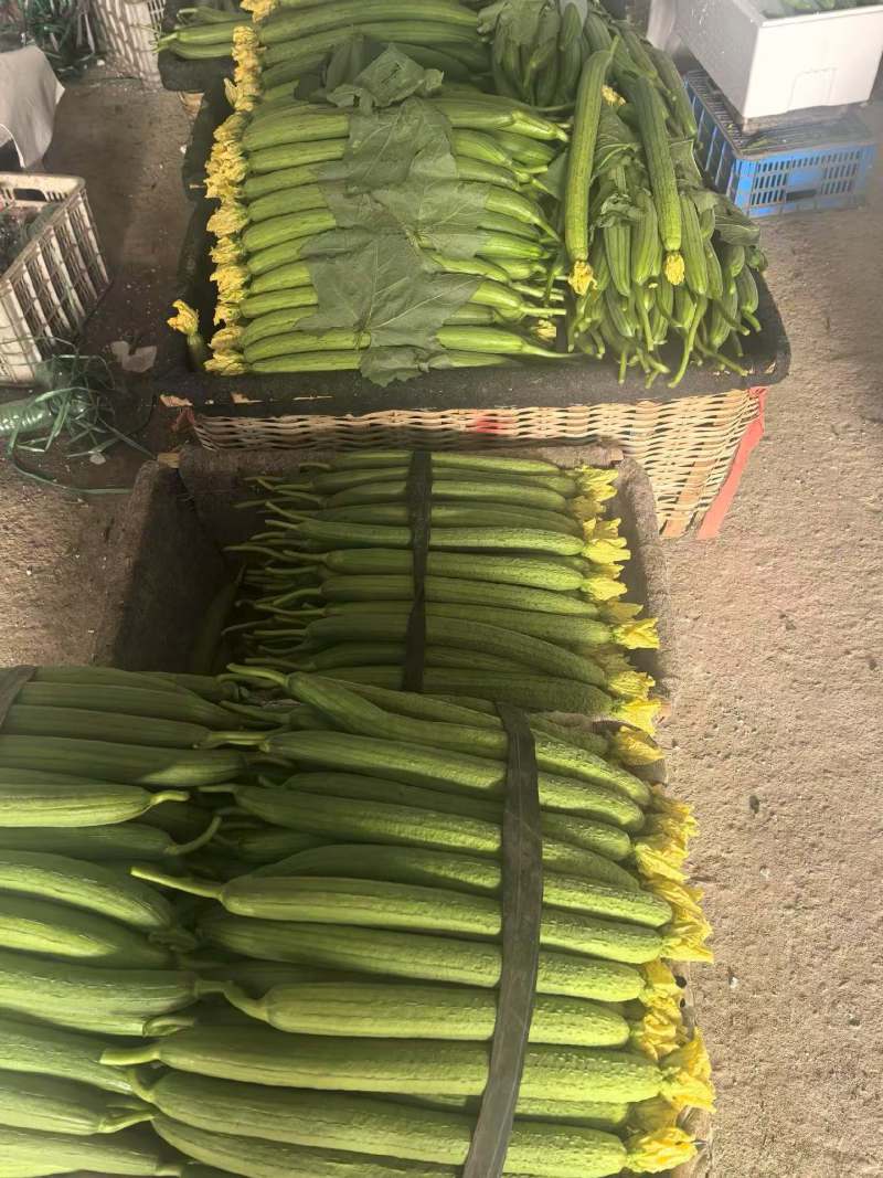 丝瓜