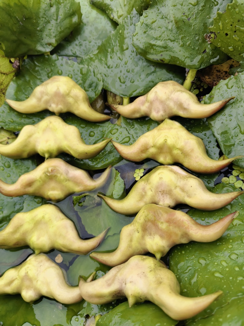 菱角水红菱产地直销量大质优价格优惠一手货源欢迎咨询