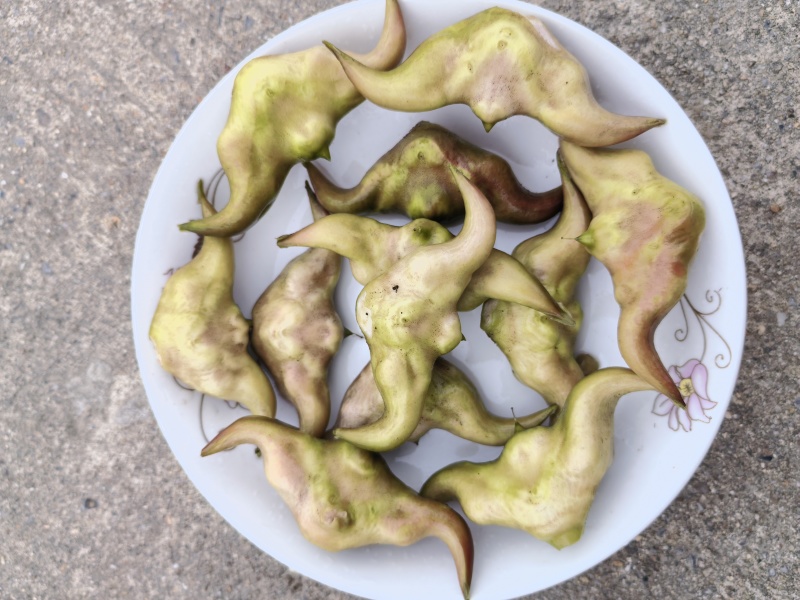 菱角水红菱产地直销量大质优价格优惠一手货源欢迎咨询