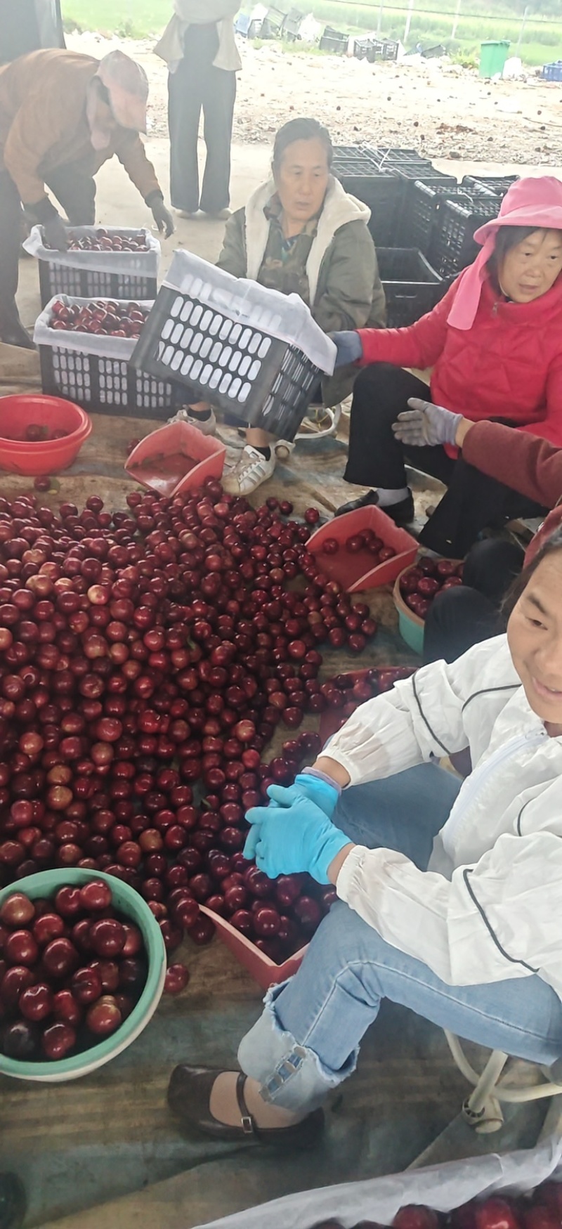 澳洲红肉李|味帝李|八宝丹李|产地一手货源大量供货全国