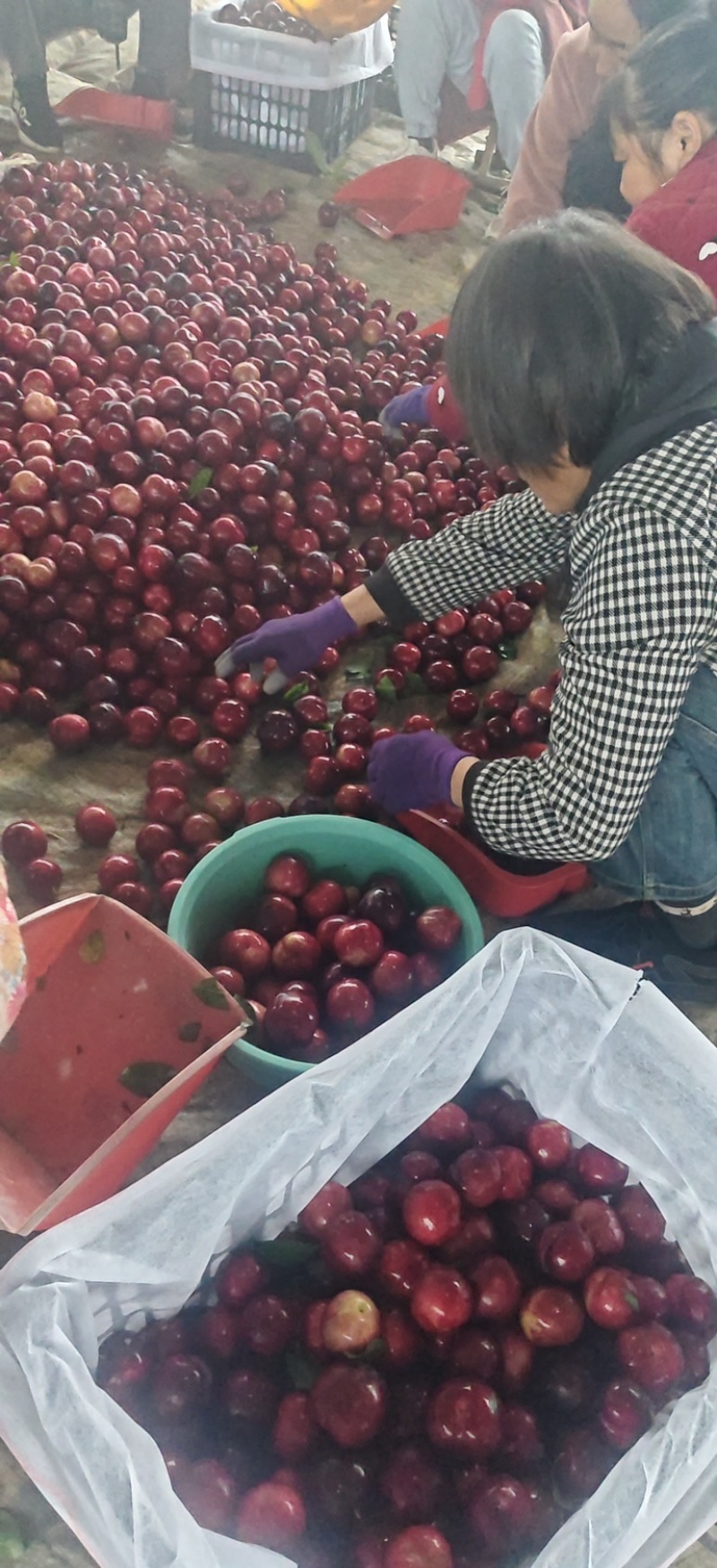 澳洲红肉李|味帝李|八宝丹李|产地一手货源大量供货全国