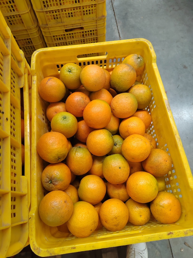 江永夏橙