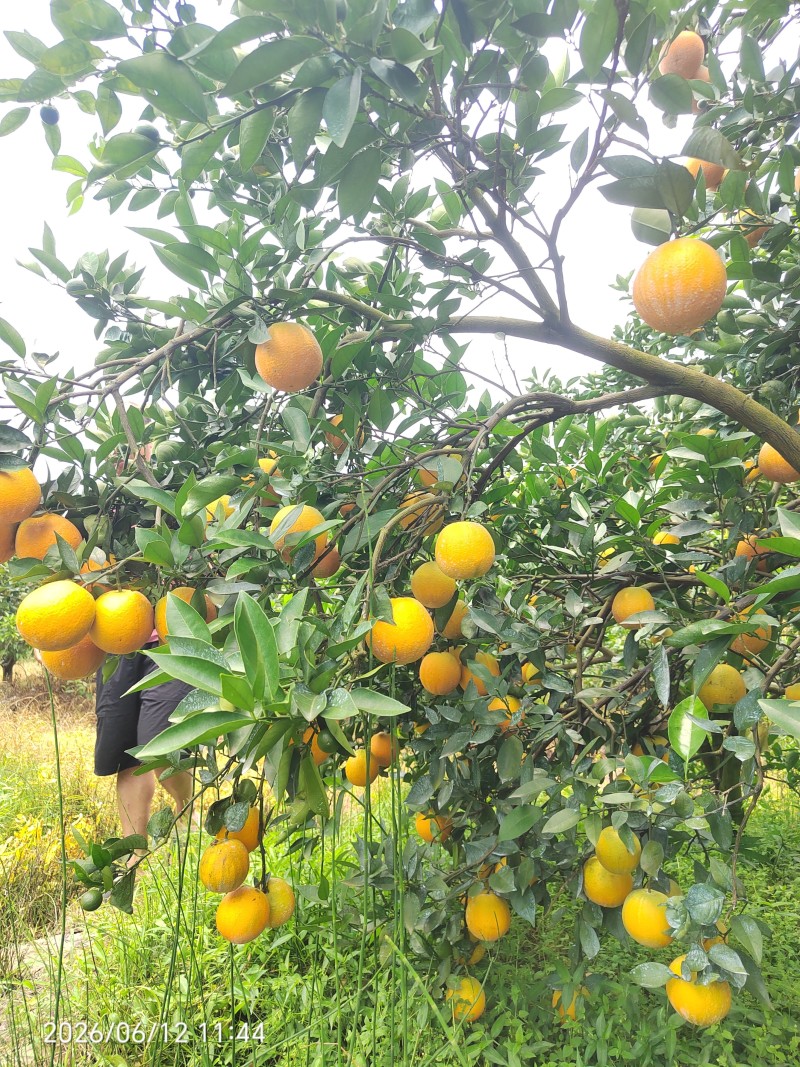 江永夏橙